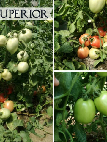 Kruna (10 gr) seminte de tomate timpurii determinate roze pentru camp, Superior Serbia