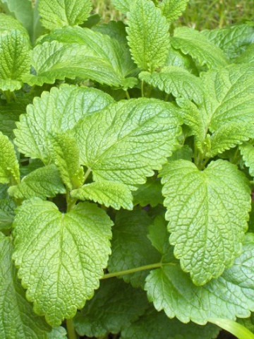 Lamaita - Roinita (0,4 g), seminte de planta aromatica, Agrosem