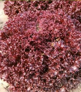 Lea - 5000 sem - Seminte drajate de salata tip Lollo Rosa cu frunze crete de culoare rosu inchis si capatana de dimensiuni mari pretabila a fi cultivata de primavara pana toamna in camp si solarii de la Enza Zaden