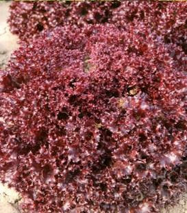 Lea (5000 seminte) drajate de salata tip Lollo Rosa cu frunze crete de culoare rosu inchis si capatana de dimensiuni mari pretabila a fi cultivata de primavara pana toamna in camp si solarii, Enza Zaden
