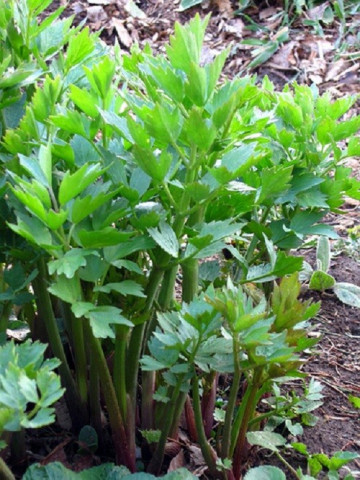 Leustean (130 seminte) de Leustean Plante Aromatice de la Opal