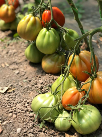 Levante F1 (100 seminte) tomate crestere nedeterminata de tip inima de bou, cu fructe mari de culoare rosu intens, Seminis