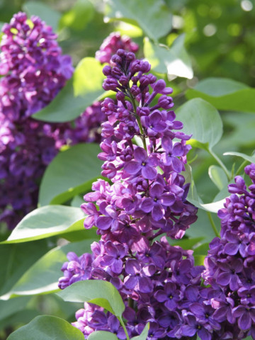 Liliac Charles Joly, arbust ornamental cu inflorescente bogate, de culoare mov inchis si parfumate, 1 arbust de 1,5-2 m inaltime, Yurta