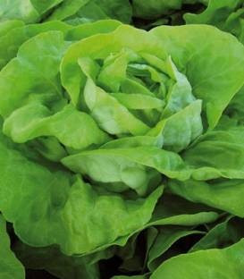 Lobela (5 grame) salata cu capatana mare voluminoasa avand o buna capacitate de pastrare in camp si se preteaza cultivarii primavara vara si toamna, Enza Zaden