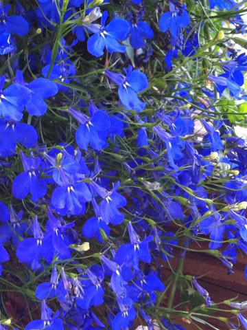 Lobelia Curgatoare albastra (4500 seminte), seminte flori curgatoare Lobelia erinus, Agrosem