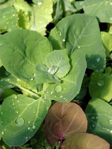 Loboda de gradina verde (1 gr) seminte de loboda pentru salate si supe, Opal