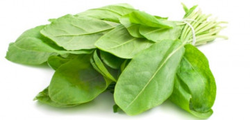 Macris Medicinal (1500 seminte) de Macris Planta Aromatica si Medicinala, Opal