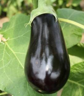 Madonna F1 (500 seminte) de vinete cu gust deosebit, De Ruiter Seeds