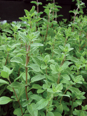 Maghiran (ghiveci 10,5 cm), rasad planta aromatica Majoran