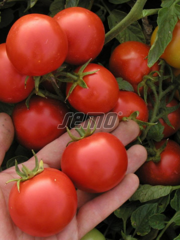 MARIENKA F1 seminte tomate (1000 sem) hibrid tomate de camp extratimpurii, foarte productive, Semo Cehia