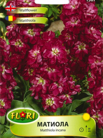 Matthiola (Mixandra) - Seminte Flori Matthiola de la Florian
