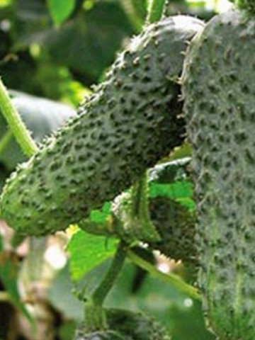 Merengue F1 (1000 seminte) castraveti tip cornichon, Seminis
