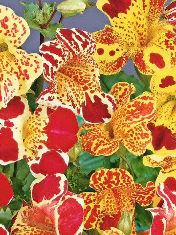 Mimulus Tigrinus (150 seminte) de Mimulus, floare anuala tgrata, Opal