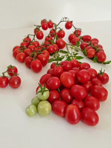 Mini Miss (60 seminte) rosii cherry de culoare roz intens, soi nou de rosii cherry foarte atractiv, IZK Maritsa