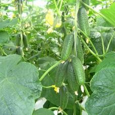 Mirabelle F1 (250 seminte) castraveti extratimpurii, Seminis