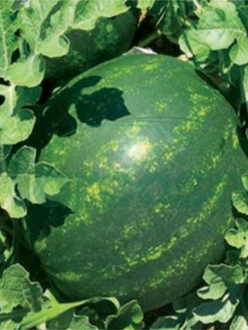 Mirza F1 (1000 seminte) pepene verde rotund coaja subtire productie mare rezistent la transport, Syngenta