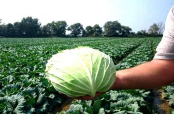 Muntenia (2500 seminte) de Varza de Toamna Muntenia Soi Romanesc de la 4 Agro Romania