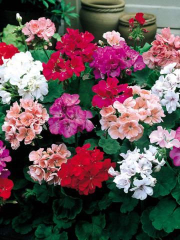 Muscate mix (3 seminte) flori simple, rosu, roz, violet, alb, Agrosem