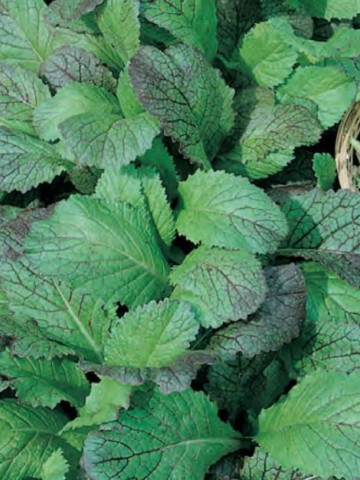 Mustar Red Giant (300 seminte), de salata baby leaf cu frunze mici pentru salata, Agrosel