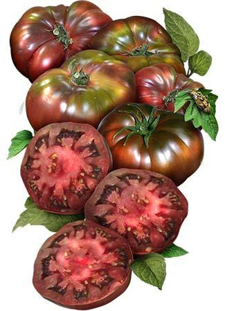 Neagra de Crimeea Hybrid (Black Crimea) 80 de seminte rosii negre hybrid extratimpuriu, Prima Sementi