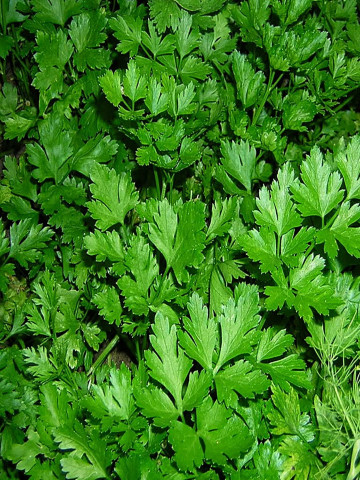 Novas Gigant Italian (1 kg) patrunjel rezistenta la frig verde intens aroma autentica, Clause