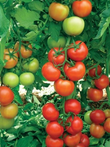Oltena F1 (10 seminte) tomate, timpurii, Agrosel