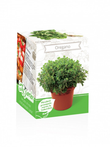Oregano - Kit plante aromatice