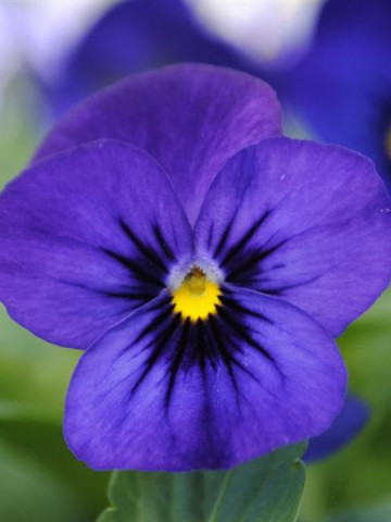 Panselute albastre (0,2 g), seminte de panselute catifelate albastre Viola Blue, Opal