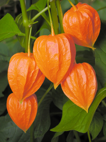 Papalau (0.3 g) seminte de Physalis cu fructe rosii-portocalii decorative si comestibile, Agrosem