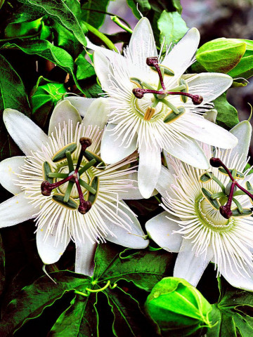 Passiflora caerulea Constance Elliott (ghiveci 2 l), floarea pasiunii parfumata, flori stelate, albe