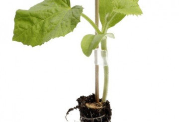 Pelops F1 (1000 seminte) portaltoi ce ofera plantei un echilibru intre partea vegetativa si cea generativa asigurand o productie foarte ridicata si excelenta, Rijk Zwaan