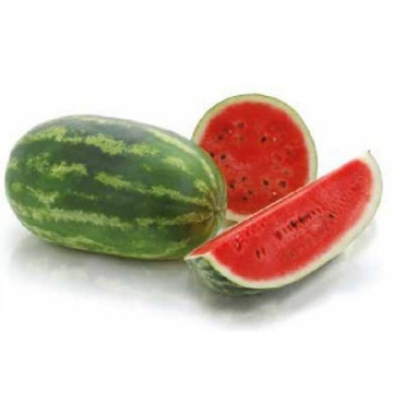 Pepene verde Daytona F1 (500 seminte) cu fructe mari de 12-14 kg, Sakata
