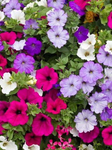 Petunie pitica mix (1,5 g), seminte de petunii pitice pentru jardiniere si ghivece, in diferite culori Agrosel