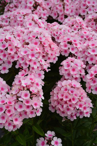 Phlox Paniculata Bright Eyes (ghiveci 1 l), plante perene cu flori mari in doua nuante de roz