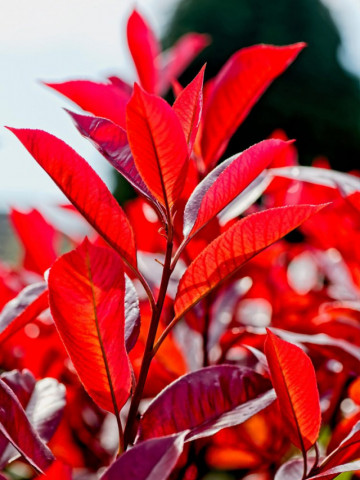Photinia Camilvy (ghiveci 1,5 L), arbust decorativ, frunze rosu intens, flori albe