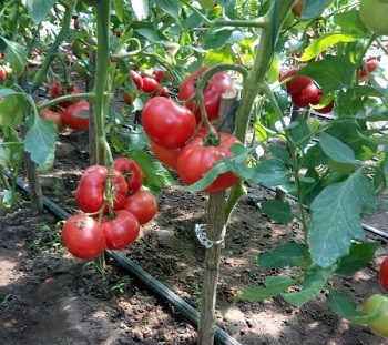 Pink Treat F1 (500 seminte) de rosii cu fructe rotunde usor aplatizate de culoare roz gust placut si o greutate medie de aproximativ 250-300 grame/fruct, Takii Seeds