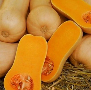Pluto F1 - 500 sem - Seminte de dovleac cu o calitate deosebita a fructului fiind foarte dulce si aromat rezistent la boli ce se adapteaza foarte bine si la sezonul rece de la Sakata