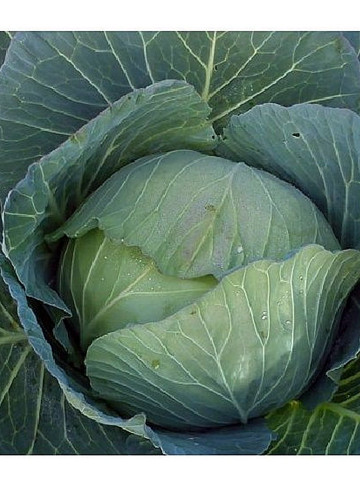 Potomak F1 (70-80 zile) - 10 grame - Seminte de varza ce prezinta o buna adaptabilitate comportandu-se foarte bine in diferite conditii climatice de la Clause