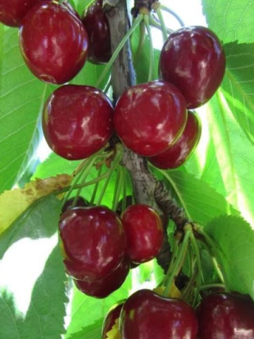 Puiet de cires Van, pom fructifer cires cu pulpa pietroasă, suculentă, având un gust dulce-acrișor, Yurta
