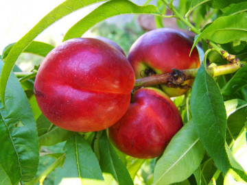 Puiet de nectarin Harco, pom fructifer nectarin cu fructe mari, cu pulpa suculentă și gustoasă, Yurta