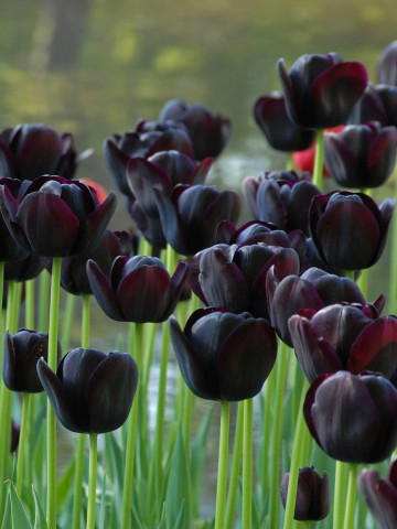 Queen of Night (5 bulbi), lalele mov spre negru, bulbi de flori