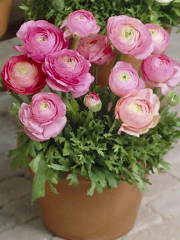 Ranunculus Pink (10 bulbi), flori culoare roz, inflorescenta bogata, bulbi de flori