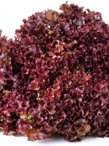 Red Bowl BIO (2000 seminte) salata frunze lungi, adanc lobate, de culoare rosie cu bronz pe margini, ECO certificate ecologic, Agrosel