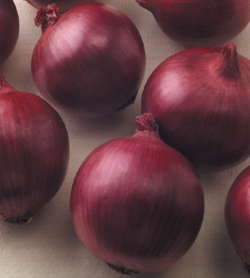 Red Zeppelin F F11 (100.000 seminte) ceapa rosie, Seminis