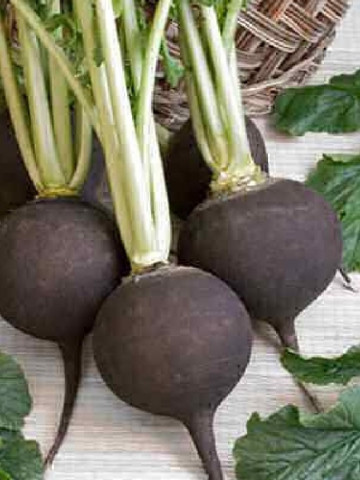 Ridichi de iarna Black Spanish Round (500 seminte) ridichi de iarna soi tardiv, radacini mari, Agrosem