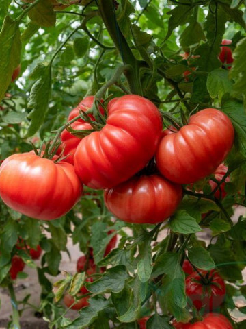 Rosamei F1 (250 seminte) tomate roz nedeterminate, marime medie, internoduri scurte si fructe striate, 220-240 gr, Fito Semillas