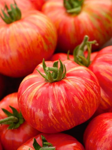 Rosii cherry tigrate Duo (100 seminte) de tomate cherry exotice fructe mici 40 gr culoare cu gust placut