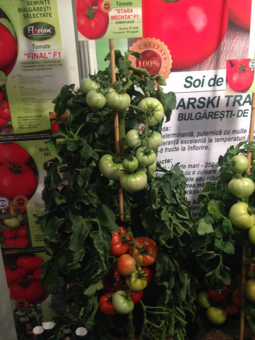 Rosii Final F1 (100 seminte) de tomate extratimpurii semideterminate Florian Bulgaria