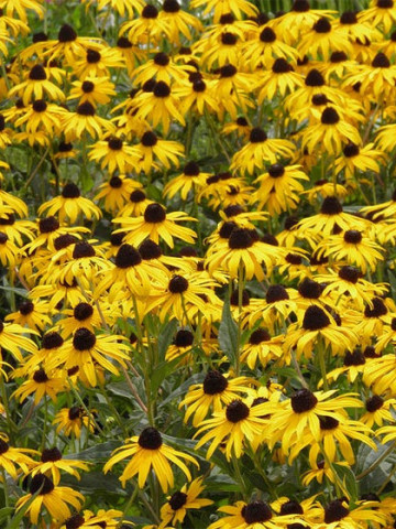 Rudbeckia (550 seminte) flori Marita-ma Mama galbene, brune, portocalii, Agrosem