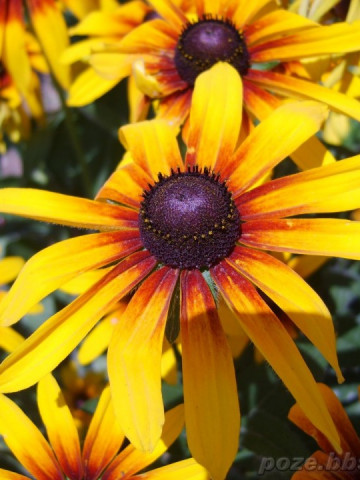 Rudbeckia (marita-ma mama) - Seminte Flori Marita-ma Mama de la Florian